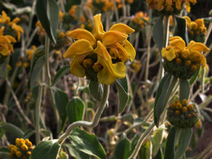 Vivers Càrex - Phlomis fructicosa